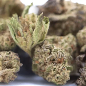 GAS THCa flower greenhouse small buds with frosty trichomes and rich green coloration