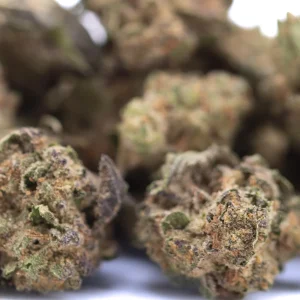 Government Oasis THCa hemp flower greenhouse small buds with frosty trichomes and rich green tones