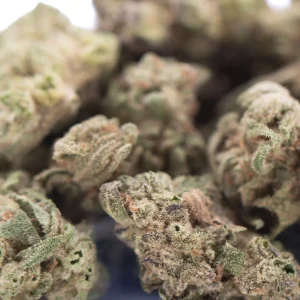Nascar THCa Flower greenhouse grown hemp buds with dense trichomes and bright orange pistils