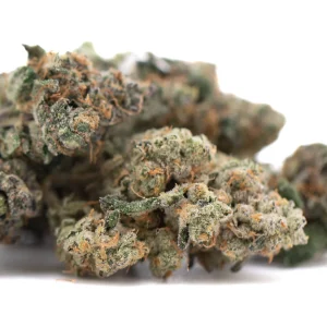 Purple Daiquiri Indoor THCa Flower dense purple hybrid buds