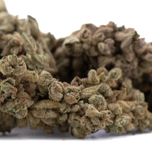 Turtle Taffy THCa flower full term dense frosty buds with bright green color and orange pistils