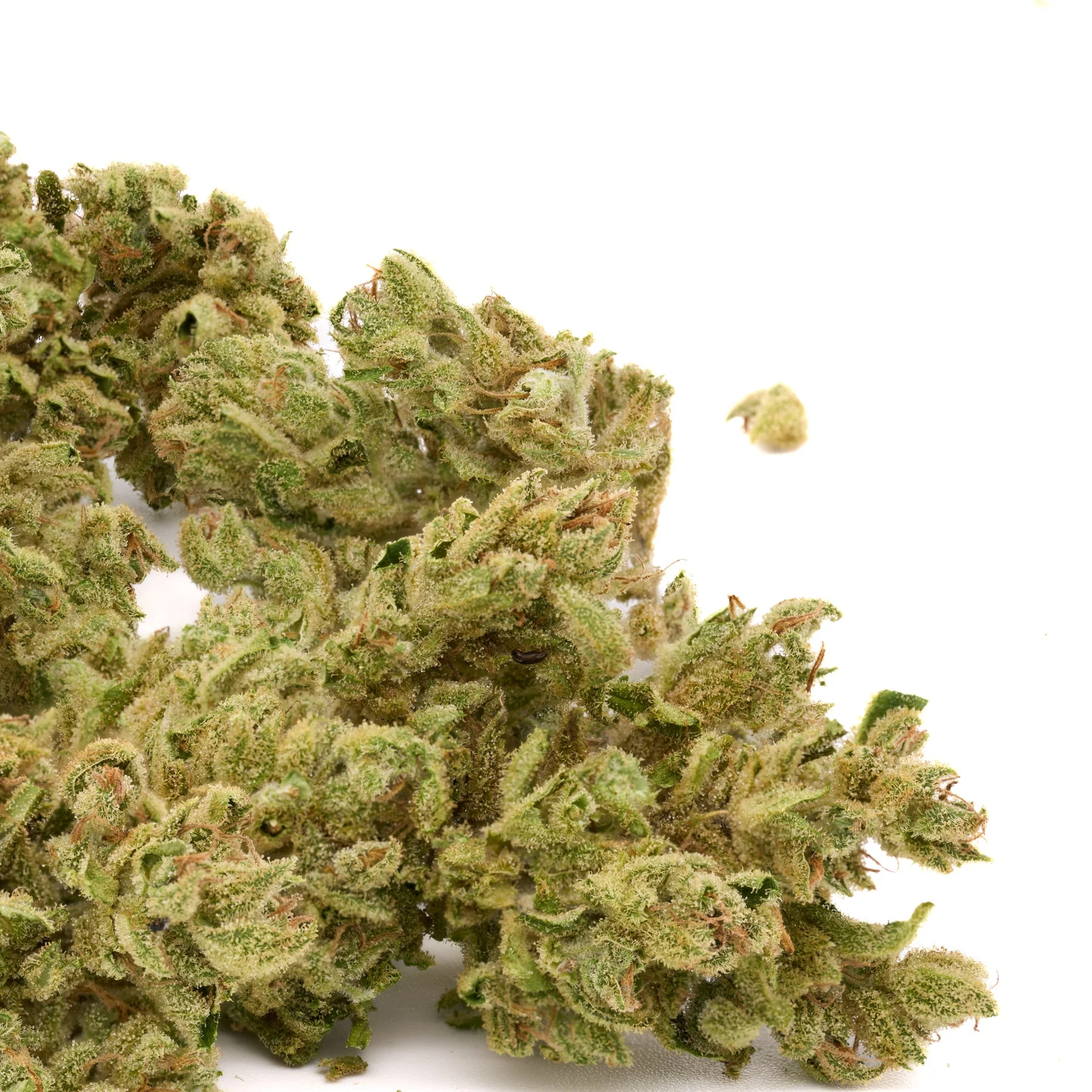 Vanilla Frosting THCa hemp flower dense frosty buds with light green tones and bright orange pistils