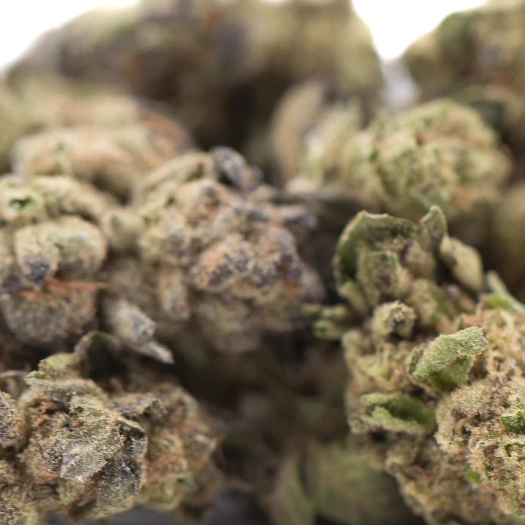Zushi THCa flower greenhouse premium hemp buds